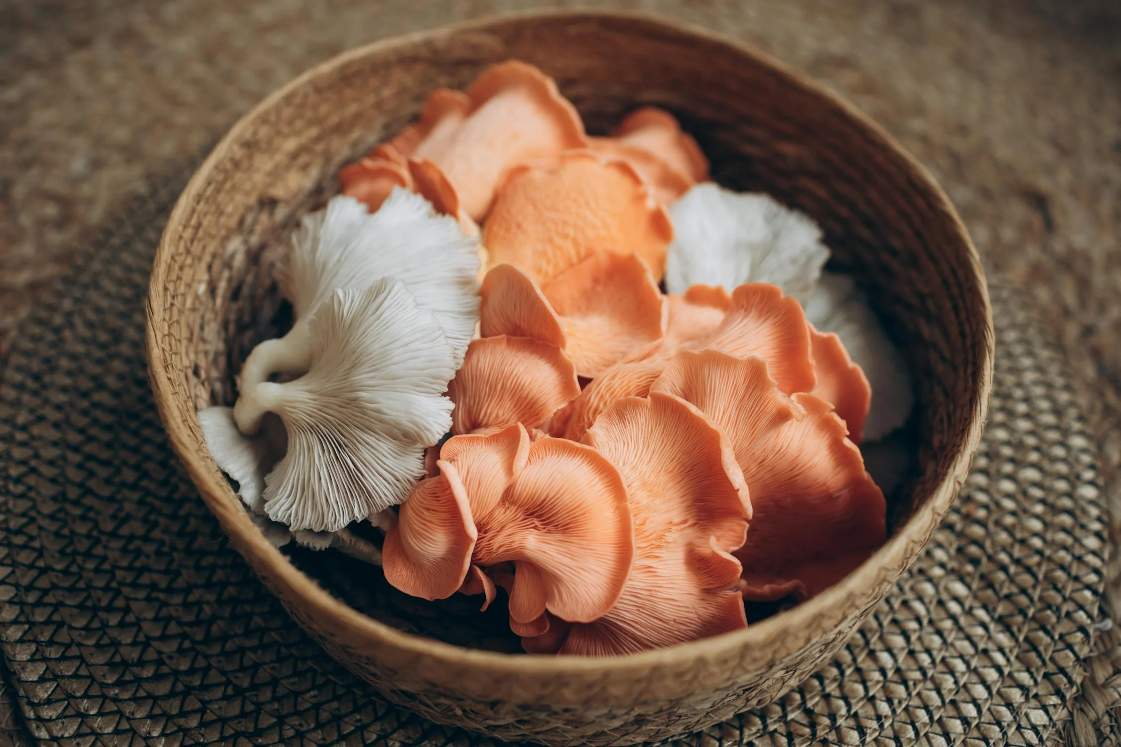 3 Dots Mushroom – Fresh Oyster Mushrooms